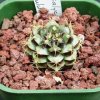 Gymnocalycium_damsii_rotundulum